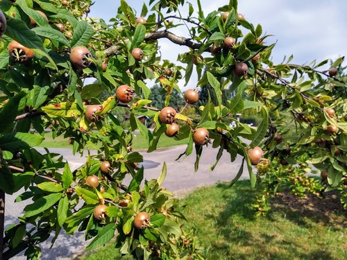 Nieszpułka zwyczajna (Mespilus germanica)